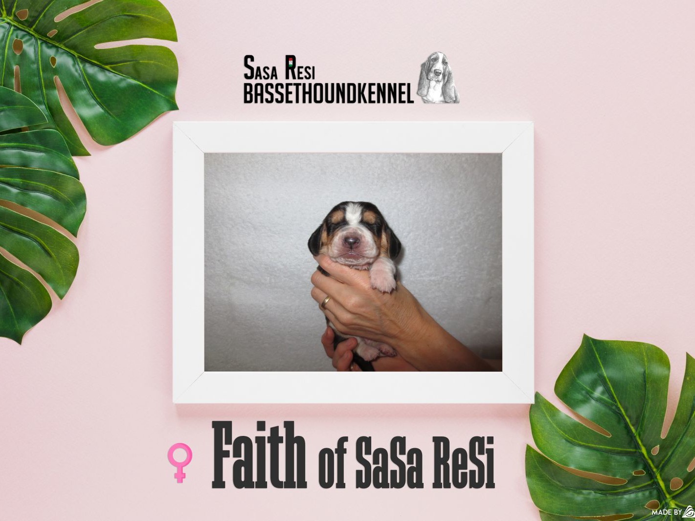 Faith1 uai SaSa ReSi Bassethoundkennel