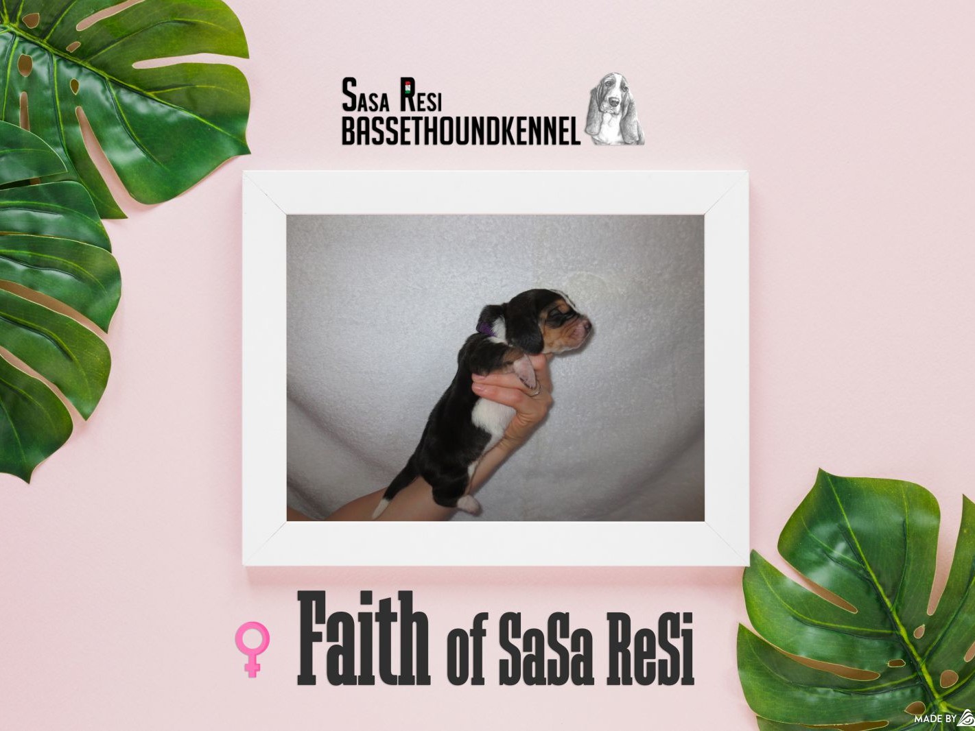 Faith2 uai SaSa ReSi Bassethoundkennel