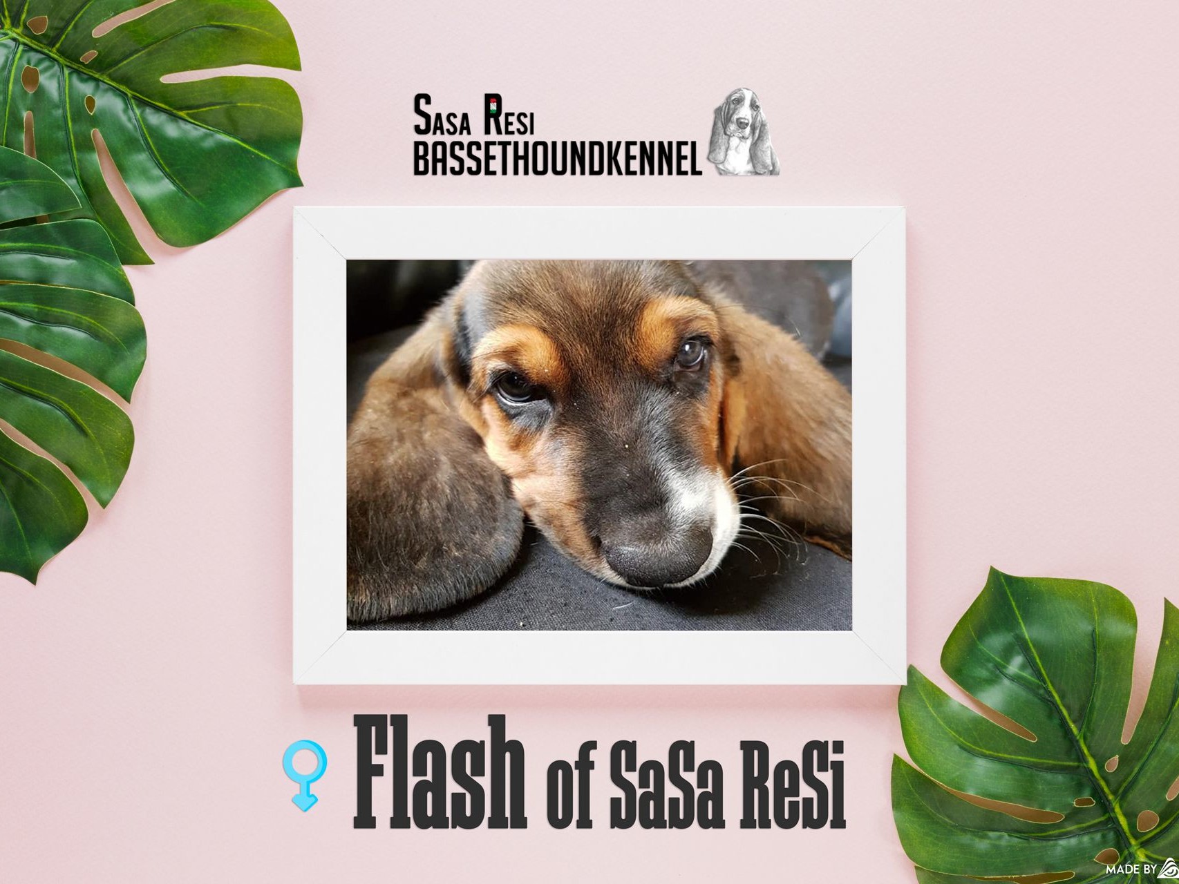 flash 1 uai SaSa ReSi Bassethoundkennel