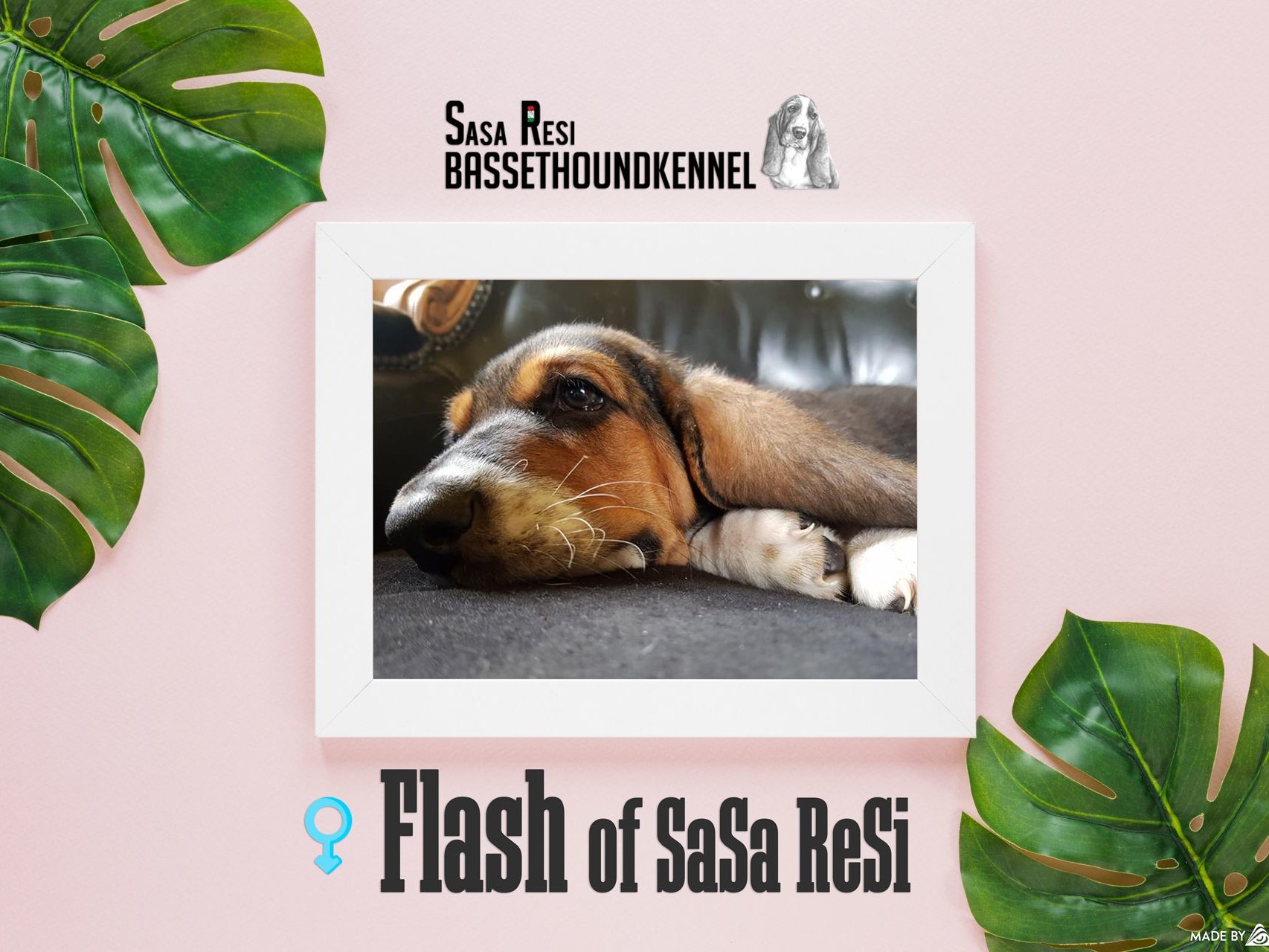 flash 2 uai SaSa ReSi Bassethoundkennel